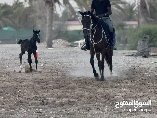فرس ومهره دهماء