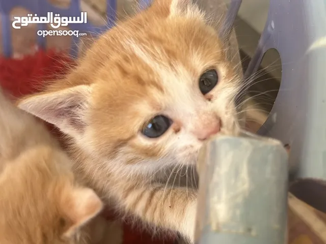 قطط ولادة حديثه للتبني