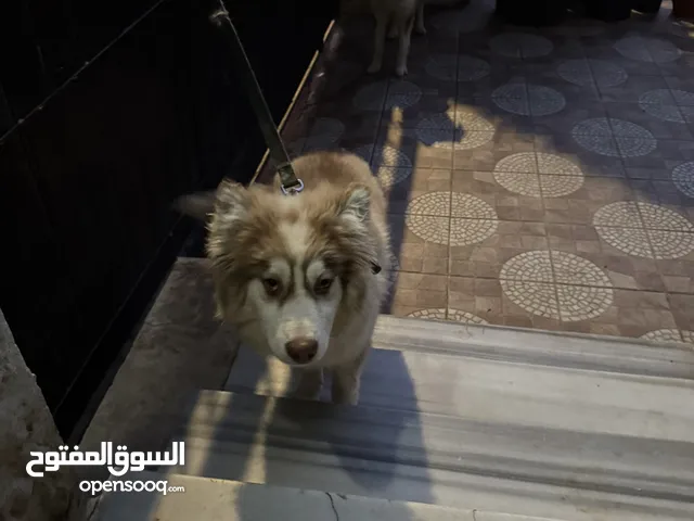 للبيع هاسكي