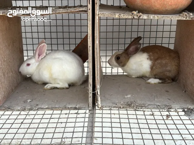 ارانب عمانيه( ذكور )