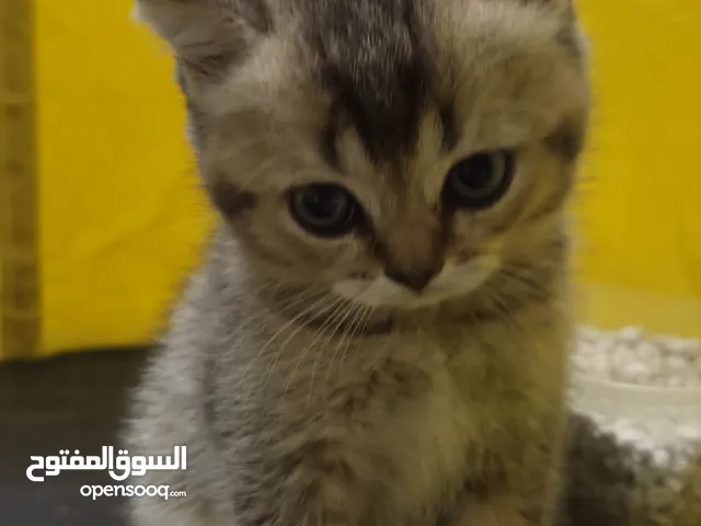 Pure British shorthair ( 1.5 months ) // برتيش شورت هير نقي عمر شهر و نص اقل