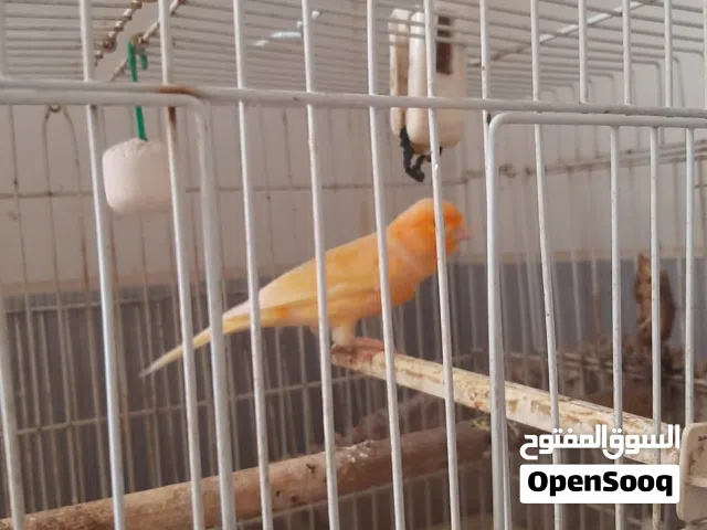 طيور الكناري الرائعة