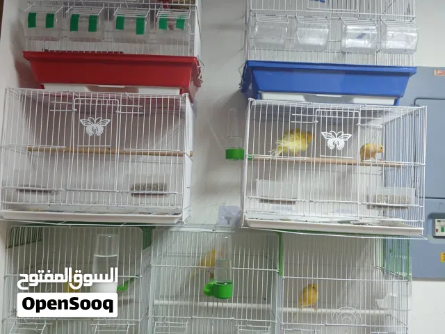 زوج كناري منتج الذكر مغرد