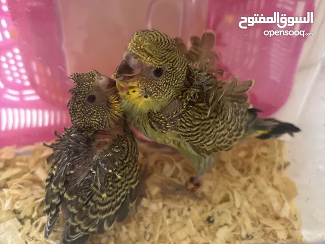 فروخ بادجي هوقو للبيع حجم و صحة طيبه محجل المكان ابوظبي