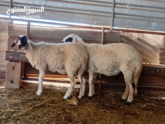2فطايم هجين