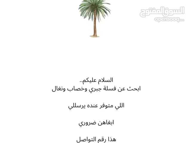 احتاج فسائل نخيل اصناف مختلفة للزراعة
