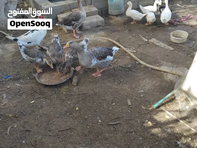 اوزه للبيع للجادين فقط