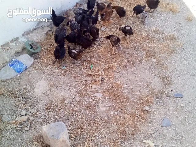 فراخ عمر شهرين الحبه على دينارين وربع