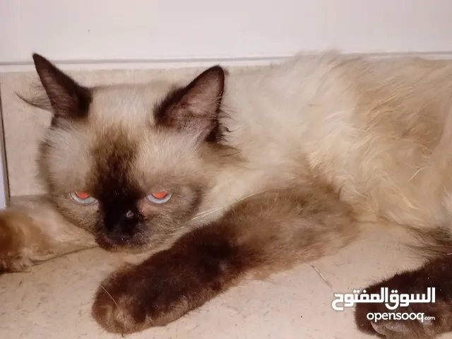 قط هملايا للبيع السعر 90ريال ورخيييييييص