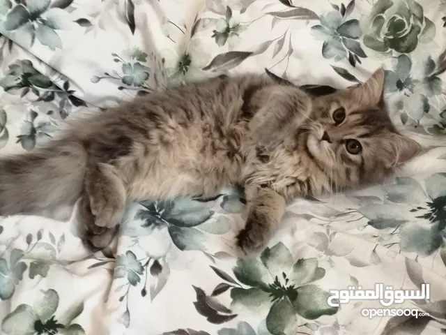 قطط شيرازي Persian Kittens