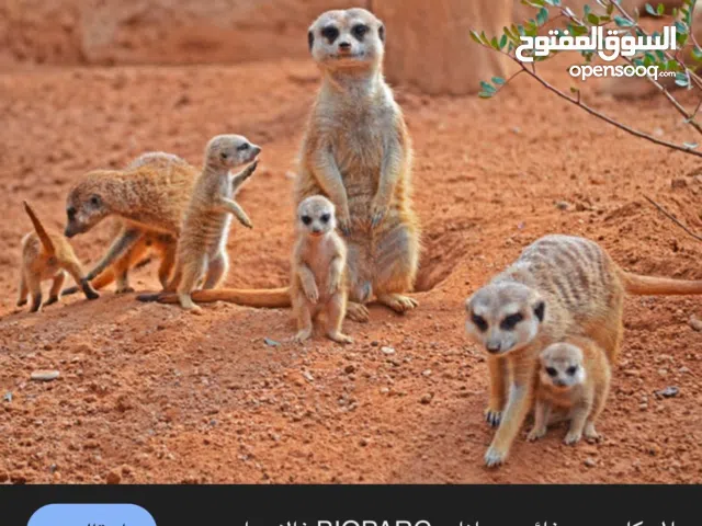 مطلوب زوج ميركات اليف