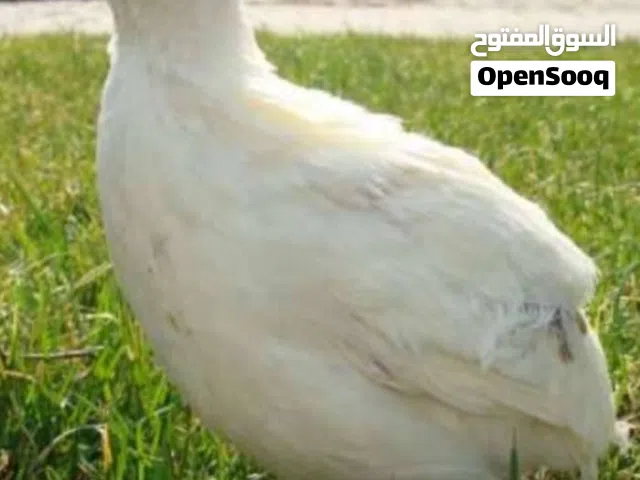 مطلوب سمان تكساس