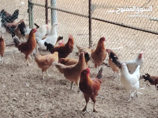 دجاج محلي وفرنسي سلالات ممتازه