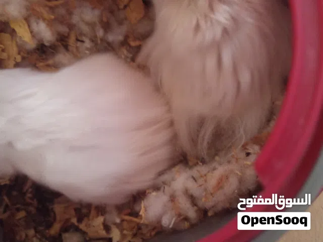 للبيع زوج هامستر لطيف ونشيط مع شرابة ماء