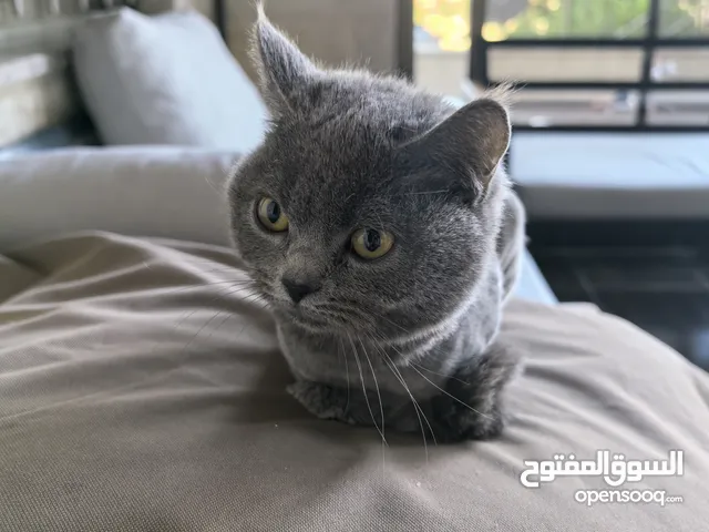 قطة سكوتش لون رمادي انثى