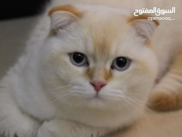 قطط سكوتش ( ستريت & فولد ) مطعمين و متعلمين على اللتر بوكس العمر ( تقريباً سنة و نص )  للتبني Adopt