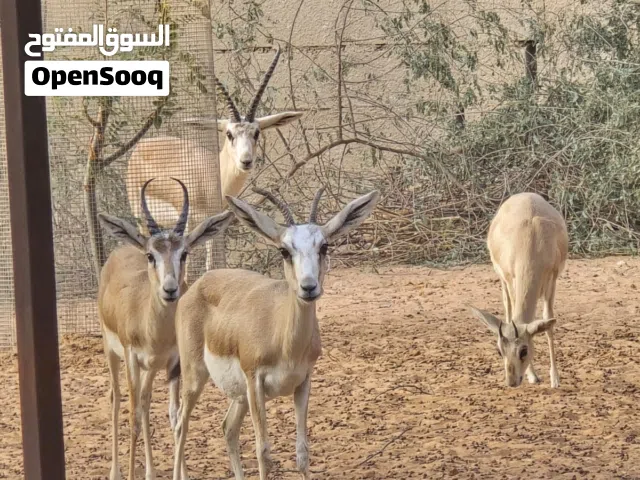 للبيع غزلان الريم عدد 8