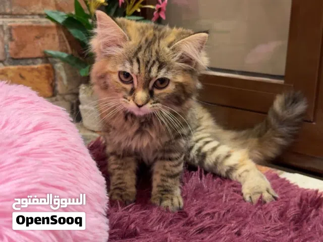 للبيع قطه سكوتش ستريت مع مكس بيرشن