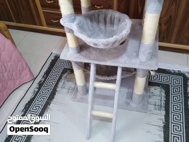 خداشة قطط للبيع
