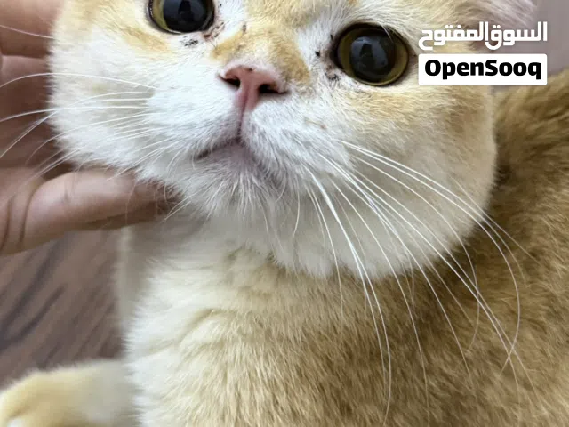 ذكر سكوتش جولدny12 للبيع
