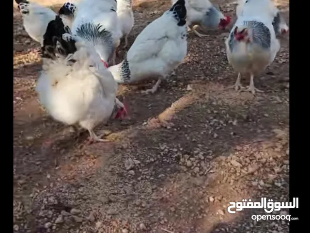 متوفر بيض دجاج سايكس ارمني حجم الله يبارك