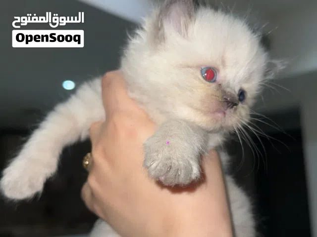 شيرازي سيامي عمرهم شهر