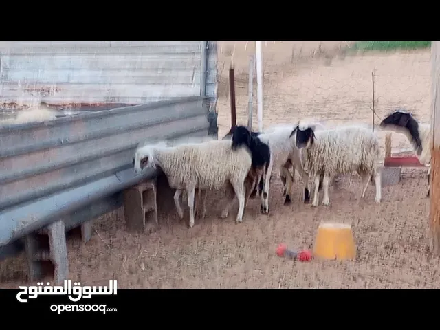 6 نعاج مكانهم