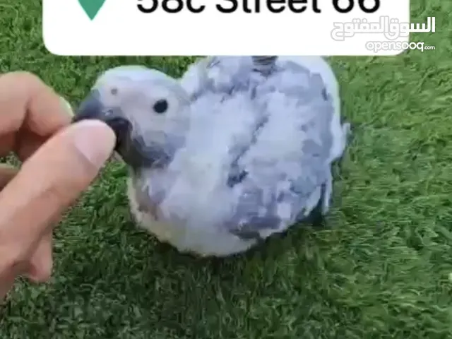 African Gray Local Breed Baby