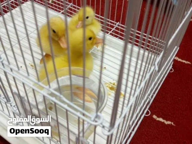 صيصان بطه أليف سلحفاة