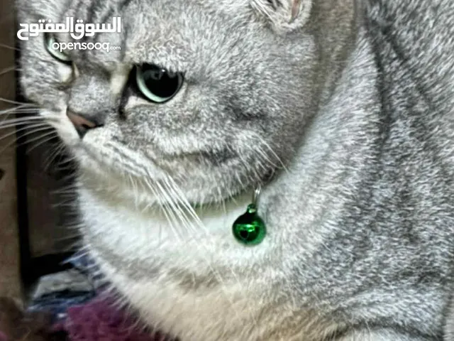 قطه انثى سيلفر شيدد بيورررر