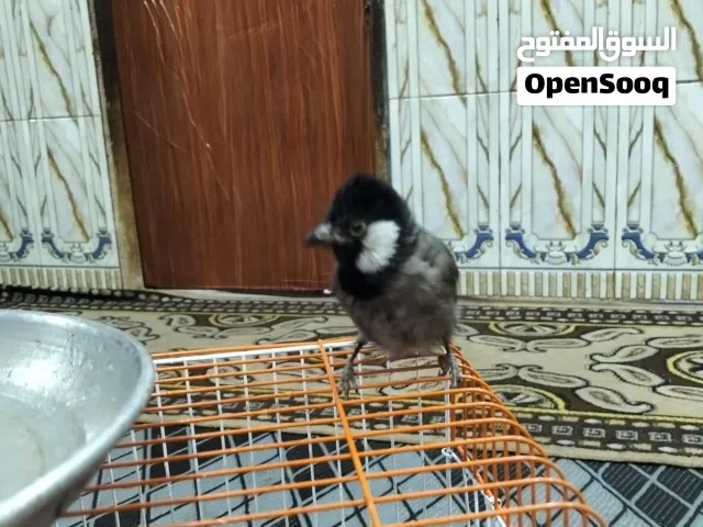 طيور ربه طينه