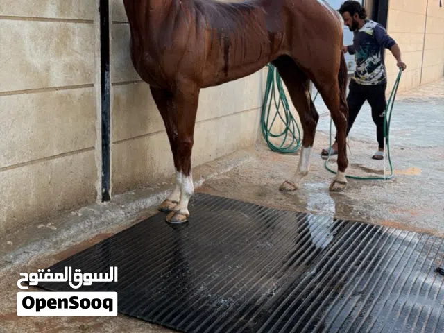 مطلوب فرس انقليزيه تكون صغيره بلعمر لحد3000 تالاف