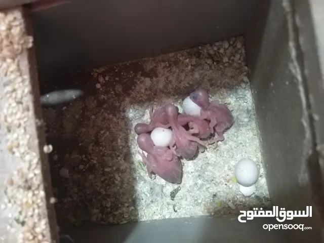 4 جواز حب تحتهم فراخ