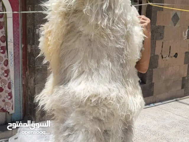 فرو سوري جلد طبيعي 100%رقم واحد شعره طويلة ب مواصفات عالمية وجودة عالية بلون طبيعي خالية من اي صبغة