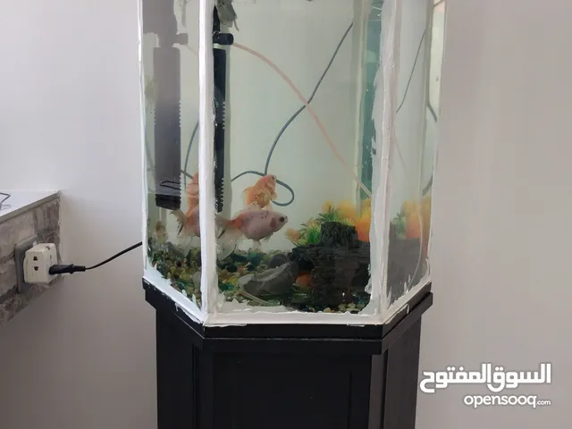 Aquarium  with 5 fish and accessories for sale