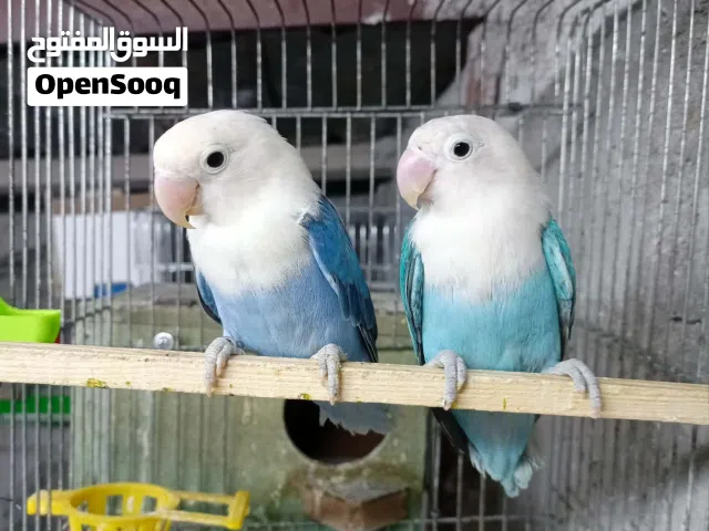 جواز كنار  مخليف كنار ذكور كنار صحهً ونظافه    عصفير روز عصفير كوكتيل اسعار مناسبه ألوان حلوه