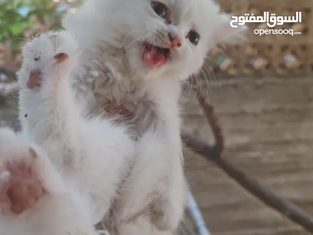 قطة شيرازي مكس لون ابيض شعر طويل