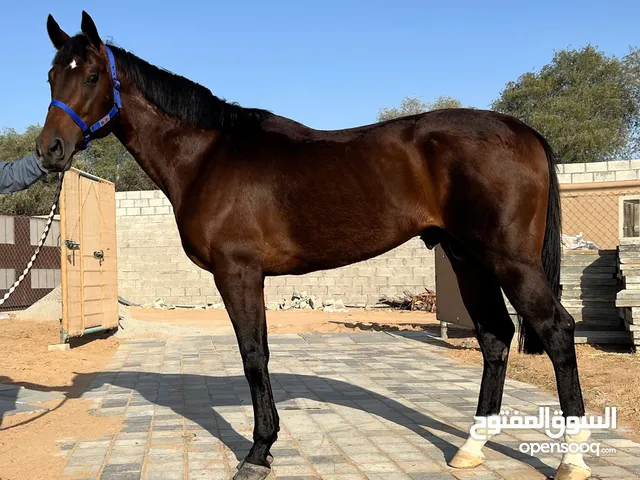 American Horse