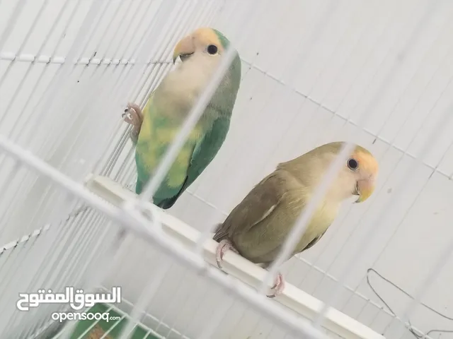 طيور روز منتجه