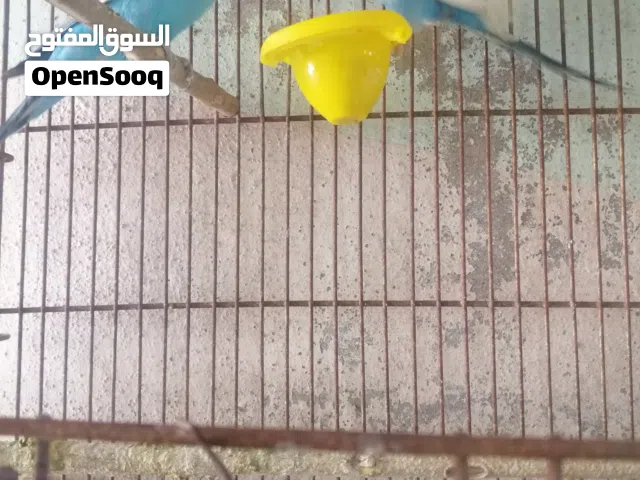 جواز حب شغالات