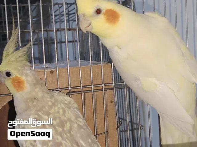 السلام عليكم كوبية كوكتيل