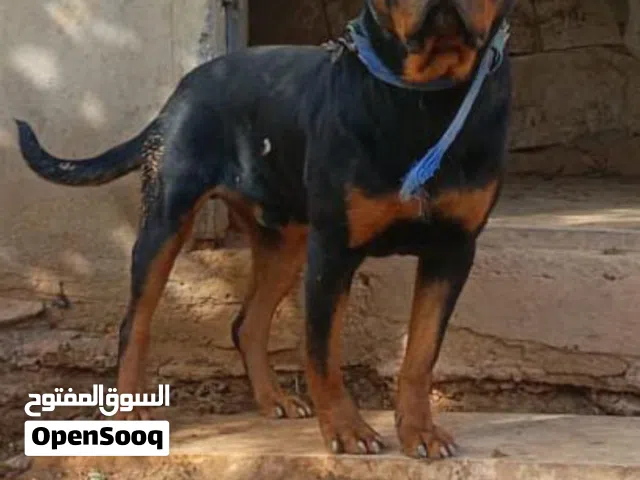 كلب روت للبيع الماني