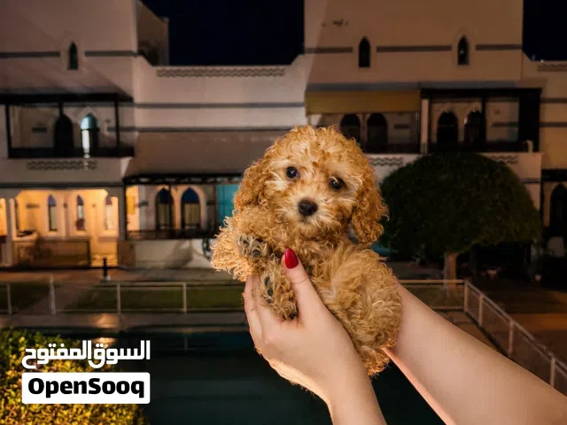 Puppy/Poodle puppy/Poodle/Dog/جروبودل