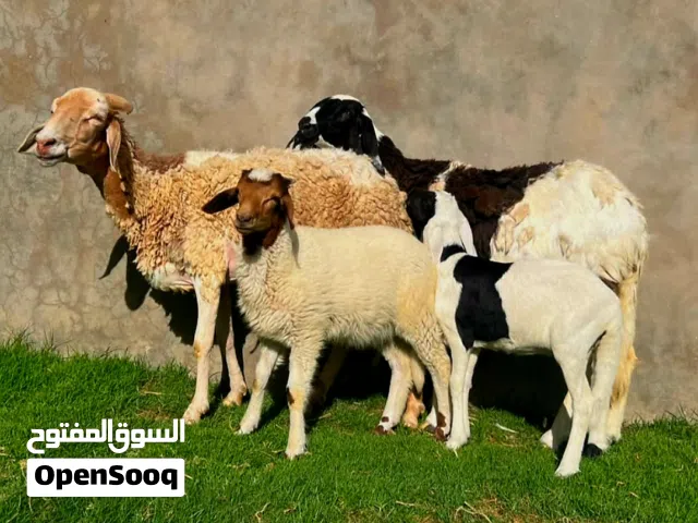 نعجتين والدات 4500