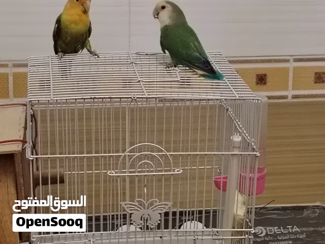 زوج روز طيور الحب عررطه