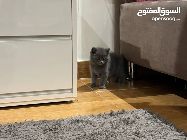 British shorthair kitten مع كامل الاغراض