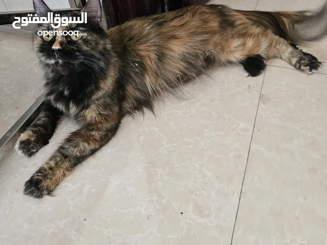 قطط للبيع شيرازيه الأصل صحتهم ممتازه متعودين ع اكل البيت والمعلبات واستعمال البوكس هادين مرحين