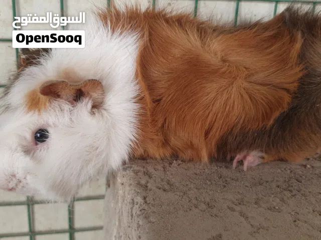 جينا بيج شعر طويل لون مميز وصحه ممتازه جدا