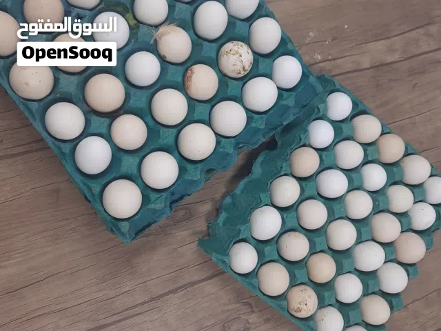 متوفر بيض دجاج عرب وبوركيبة وفيومي ومطوك وماكنتوش تخزين جديد  وملقح طبقة