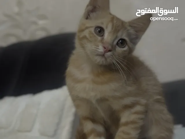 قطه للتبني نظيفه ولعوبه وهادئه 4 اشهر